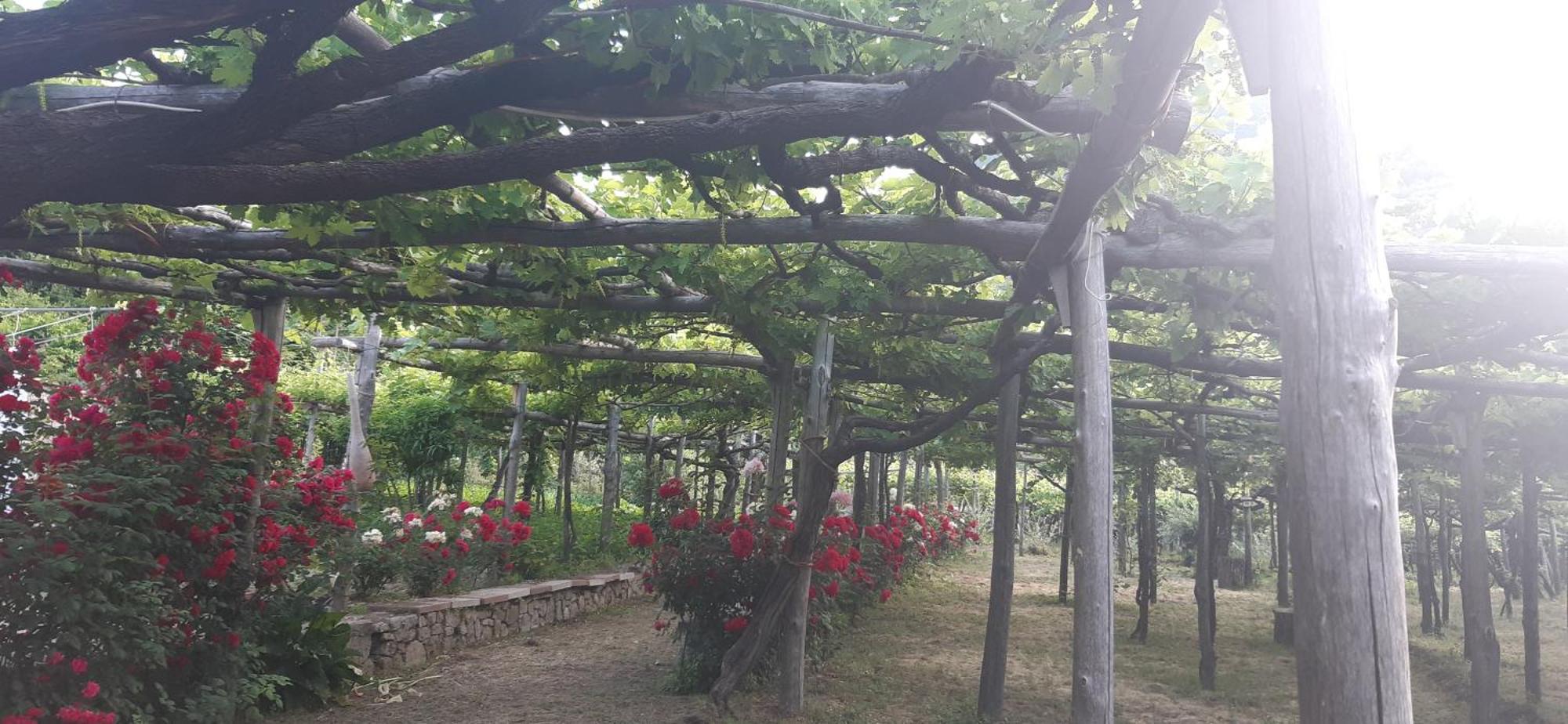 Agriturismo Mare E Monti Трамонти Екстериор снимка