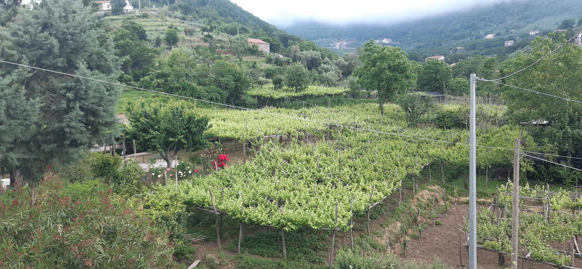 Agriturismo Mare E Monti Трамонти Екстериор снимка